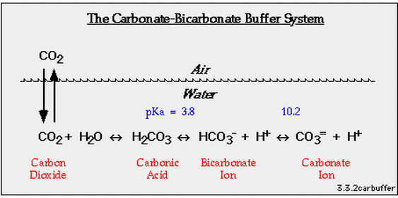 Image result for bicarbonate blood"
